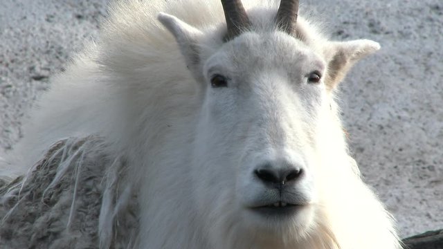 Large white horned mountain goat looking to camera, close up.