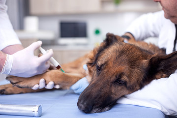  dog vaccine for pre-emptive protection from diseases
