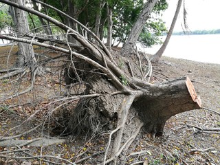 old tree stump cut tree or broken tree