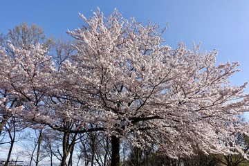 桜