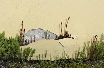 Horsetails grow in adverse places in the spring 