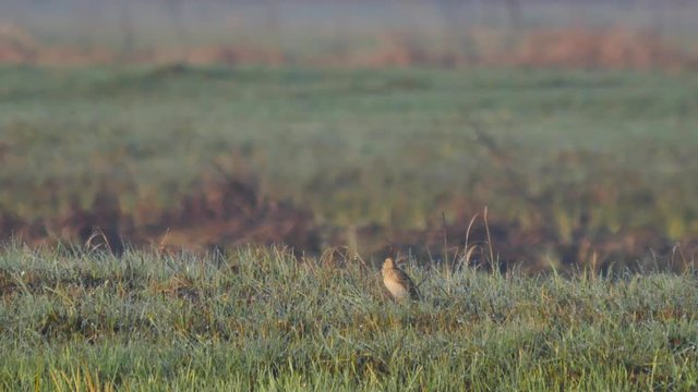 Small birds on the meadow. Lark in its natural environment. (Alauda arvensis). Full HD footage. 