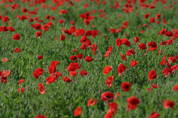 field of red poppies in spring time at Texas for background, filtered tones
