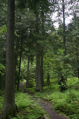 Fototapeta na wymiar A path through the woods