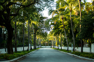 Fototapeta premium Palm Tree Lined Street