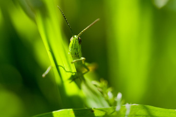 Heuschrecke von unten