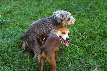 Dogs playing together outdoors in grass field