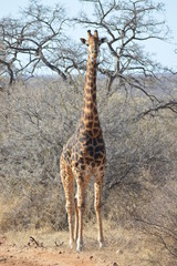 A Giaffe at Kruger Park South Africa