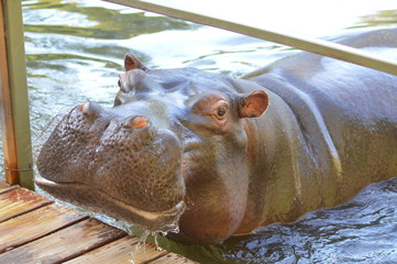 A happy Hippo
