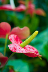 A walk through the Botanical gardens