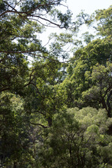 Karri Forest