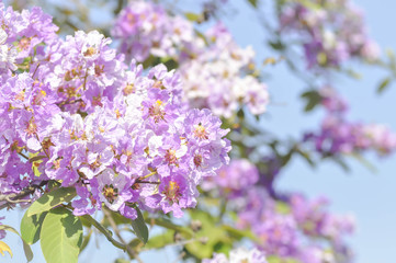 lagerstroemia speciosa or Queen's flower