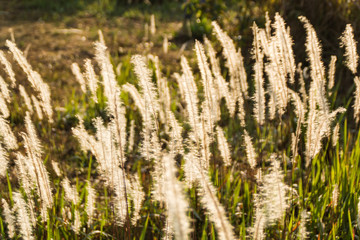 Fototapeta premium Grass flower