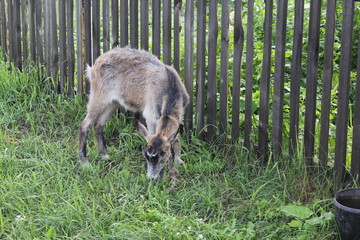 Tethered goat grazing in the meadow 20196