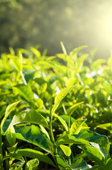 green tea close up, cameron higlands malaysia