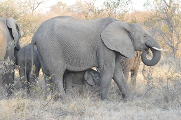Naklejka na ściany i meble Elephant at Kruger Park South Africa