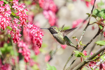 green hummingbird bird near the flowers on blury background