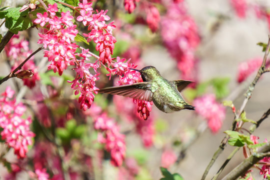 green hummingbird bird near the flowers on blury background