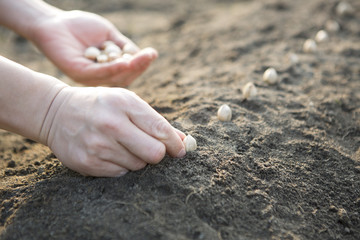 farmer sowing

