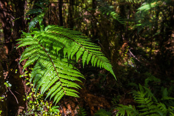 Native New Zealand Silver Tree Ferns, moving in the wind in a sub-tropical rain-forest. The Silver...