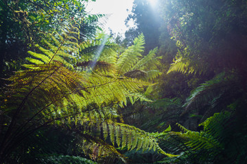 Obraz premium Native New Zealand Silver Tree Ferns, moving in the wind in a sub-tropical rain-forest. The Silver Fern is a national symbol of New Zealand.