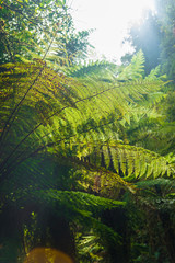 Native New Zealand Silver Tree Ferns, moving in the wind in a sub-tropical rain-forest. The Silver...
