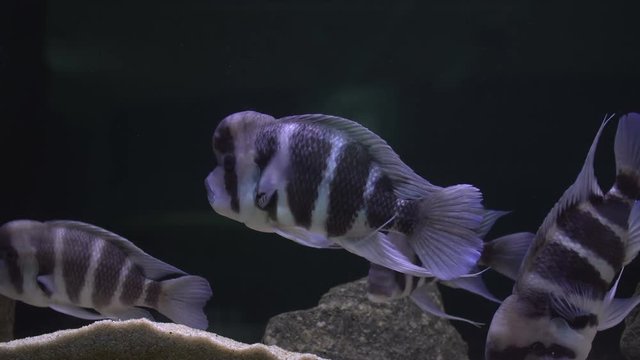 Flock of cichlids in the aquarium
