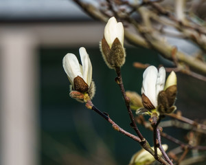 white magnolia flower bloom in spring
