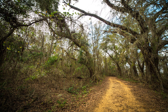 Florida Path