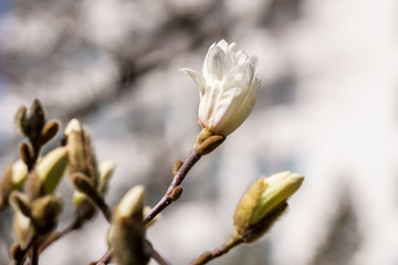 white magnolia flower bloom in spring