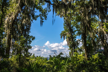 Florida Forest