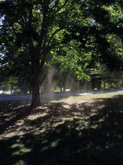 Trees and Sunlight 