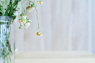 Side view of dry wild field chamomile flower bouquet in glass vase on a wooden backdrop to tea or alternative medicine concept