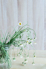 Side view of dry wild field chamomile flower bouquet in glass vase on a wooden backdrop to tea or alternative medicine concept