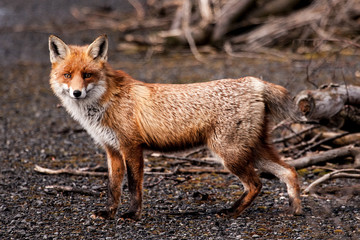 Stummelschwanz Fuchs