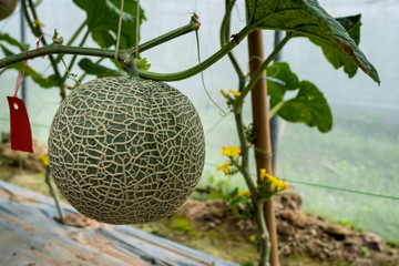 Melon Farm