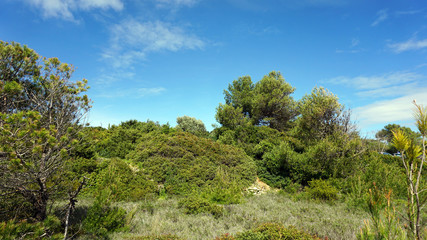 Fototapeta na wymiar green algarve landscape