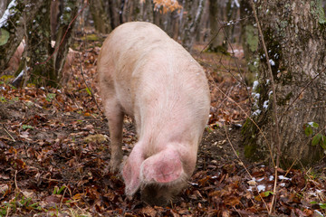 Pig in a mountain forest