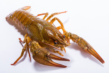 Crayfish isolated on white