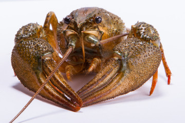 Crayfish on a white background