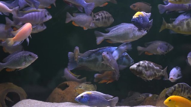 Flock of cichlids in the aquarium