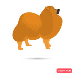 Pomeranian color flat icon for web and mobile design