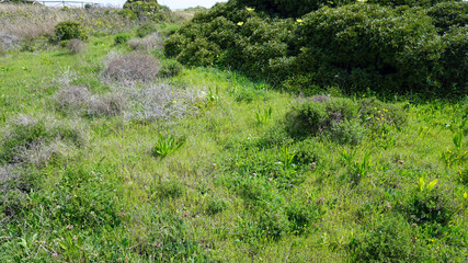 wild landscape in portimao