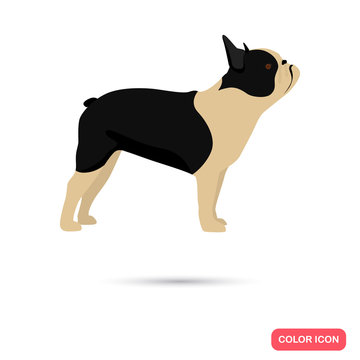 French Bulldog Color Flat Icon For Web And Mobile Design