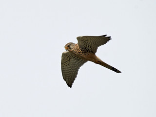 Common kestrel (Falco tinnunculus)