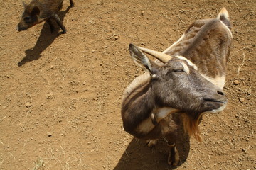 Animals