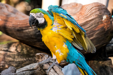 Macaw