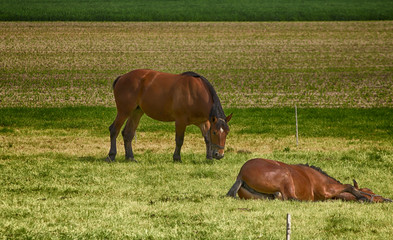 Konie © © Jakacki