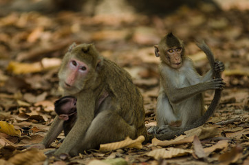 Obraz premium .Monkey is happily family.