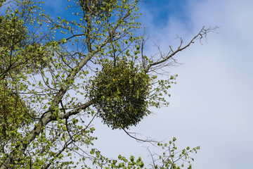 Weißbeerige Mistel auf einem Baum